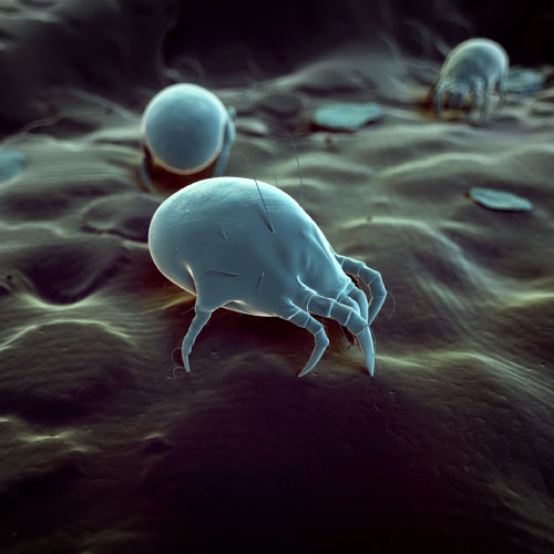 Dust Mites found in your carpets and upholstery